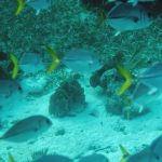 belice1