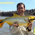 dorados