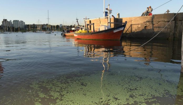 cianobacterias siguen ahi