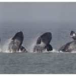 ballenas tempraneras