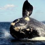 avistamiento de ballenas