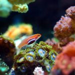 coralitos lindos