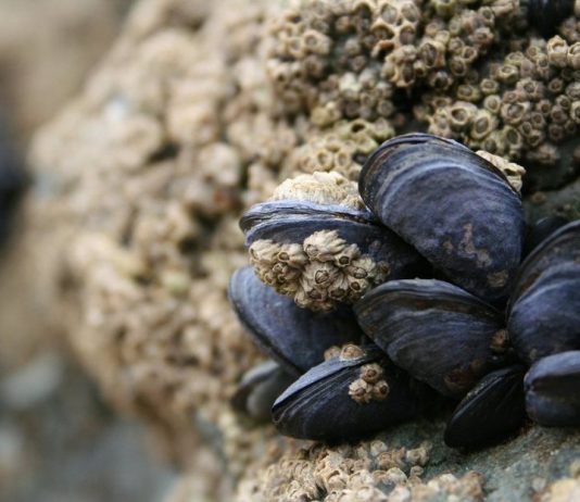 Rige veda por marea roja en Rocha: prohíben la extracción de mejillones y berberechos