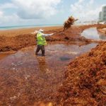 GULFWEED INVASION AT CANCUN BEACHES