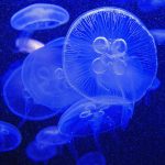 MEDUSAS EN EL ZOO DE BASILEA