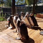 71690019_2531175413602878_1448276514243084288_o