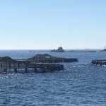 productores de salmones