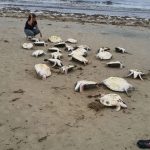 tortugas