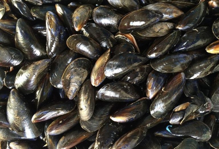 Levantan veda por marea roja para frutos del mar