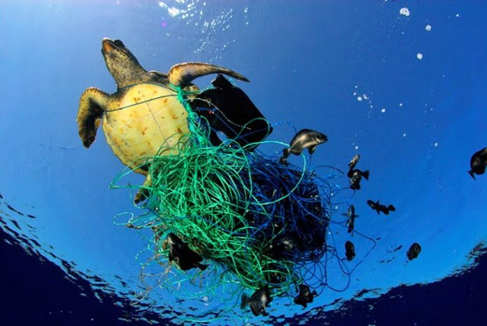 tortuga