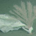 fosas marianas sucias