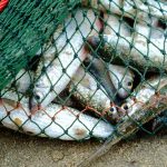 pesca (4)