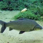 poblaciones de sabalos