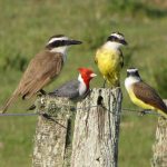corredor paj pintados