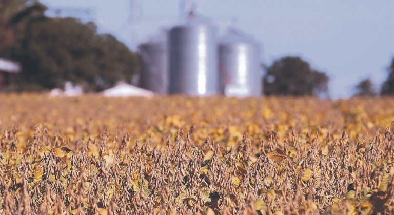 La paradoja de la soja: cae el precio mundial mientras Uruguay alcanza una cosecha récord