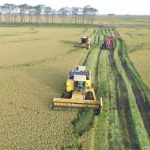 campos de arroz