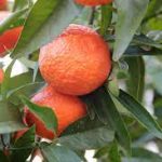 citricos