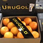 urugold