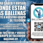 ballenas uy