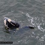 ballena