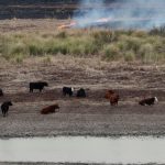 humedales y el fuego