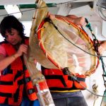 pesca langostino