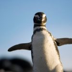 pinguinosss