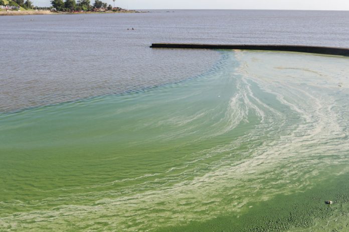 Presencia de Cianobacterias en playas de la costa.