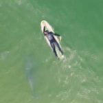 surfista y delfines