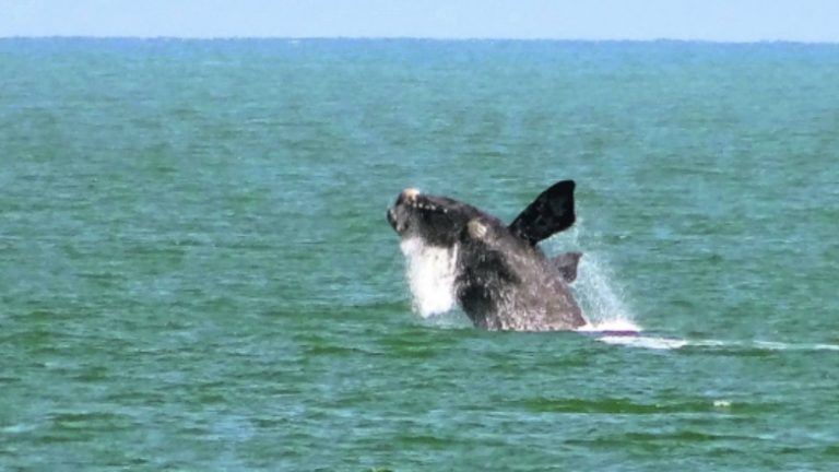 Comienza avistamiento de ballenas en Uruguay