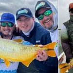 dorado marcado