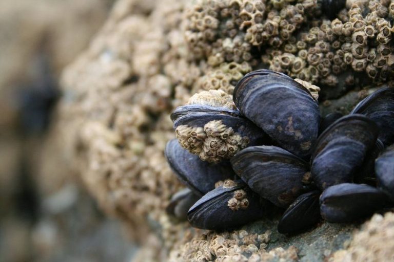Rocha: tras meses de prohibición, cesa veda a consumo de mejillones y otros bivalvos