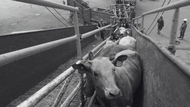 La exportación de ganado en pie escaló un 272% en 2023