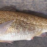 Micropogonias_furnieri