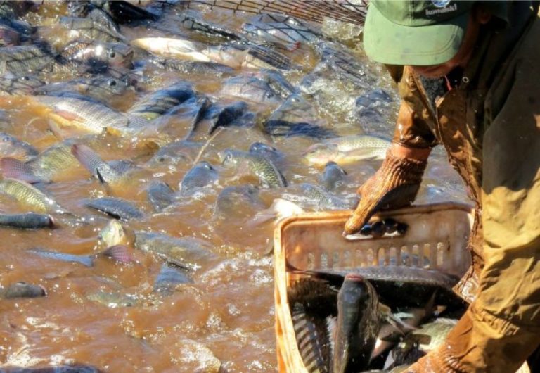 Brasil celebra récord en producción de tilapia con el lanzamiento del Anuario de Piscicultura 2025