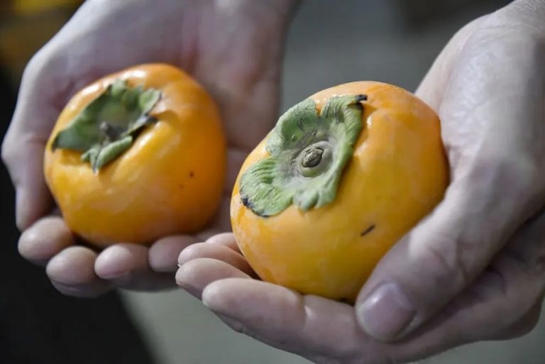 Brasil autoriza a Uruguay a exportar caquis, una fruta exótica y súper dulce