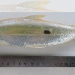 sardina de rio