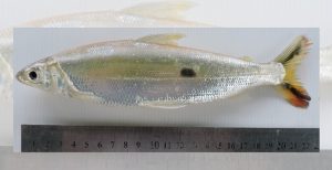 Sardina de rio