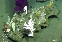 Primeras imágenes del fondo marino uruguayo: el Falkor (too) vuelve a sorprender