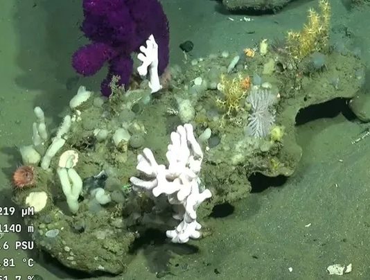 Primeras imágenes del fondo marino uruguayo: el Falkor (too) vuelve a sorprender