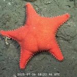 estrellas