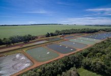 Brasil lidera la acuicultura con innovación y sostenibilidad