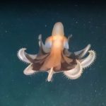 elpulpo