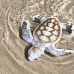 tortuga albina