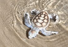 Nace una tortuga marina albina en Con Dao Vietnam