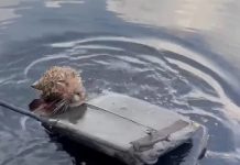 Rescatan en Brasil a un jaguar herido que luchaba por no ahogarse en el río Negro