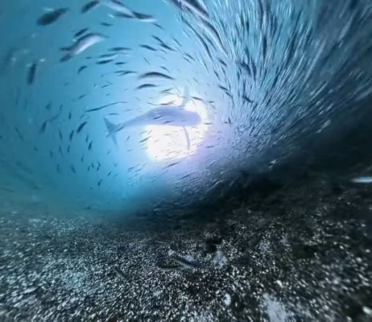 Entra en vigor un tratado histórico de la ONU para proteger la biodiversidad en alta mar