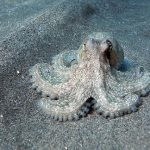 pulpo