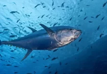 La pesca de albacora bandolim alcanza el 80 % de la cuota anual en Brasil