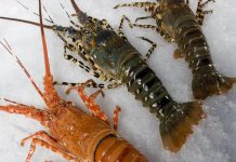 VI Reunión del Comité de Pesca de Langosta Aborda la Sostenibilidad de la Especie